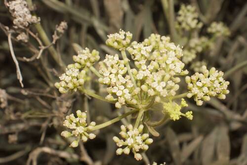 rock samphire