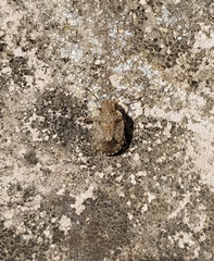 Sciocoris sideritidis