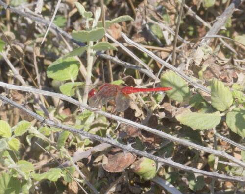 Broad Scarlet