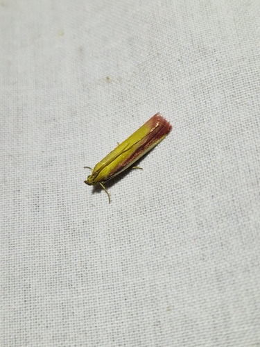 Rosy-striped Knot-horn