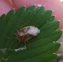 Elasmostethus interstinctus