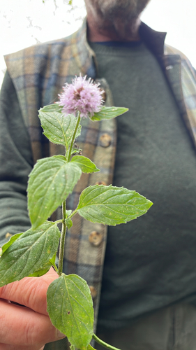 watermint