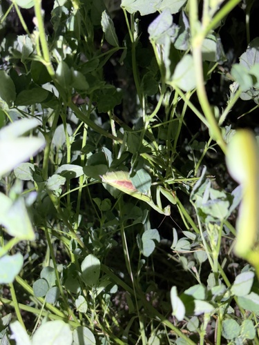 European Mantis