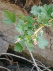 Ribes aciculare
