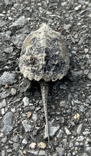 Common Snapping Turtle