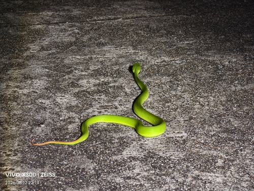 White-lipped Pit Viper