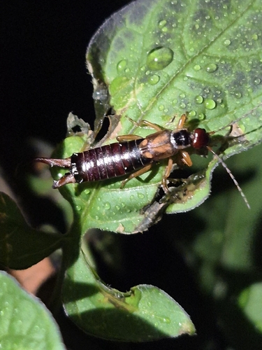 European Earwig