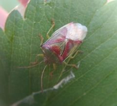 Elasmostethus interstinctus