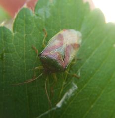 Elasmostethus interstinctus