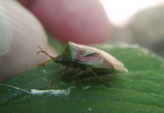 Elasmostethus interstinctus