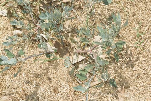Common Lambsquarters