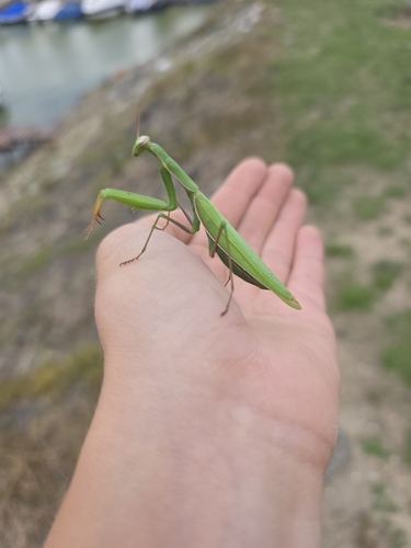European Mantis