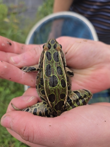 Northern Leopard Frog
