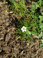 Oxalis pusilla