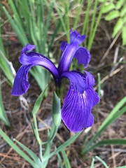 Iris tridentata