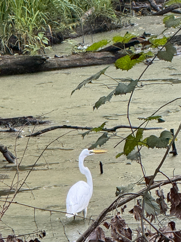 Great Egret
