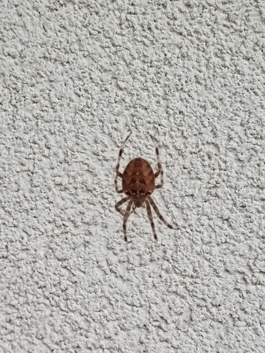 Cross Orbweaver