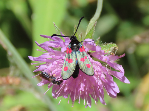 Five-spot Burnet, Provinz Burgos, Spanien, photo 5 of 10