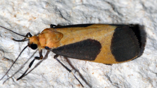 Cisthene picta (Barnes & McDunnough, 1918)