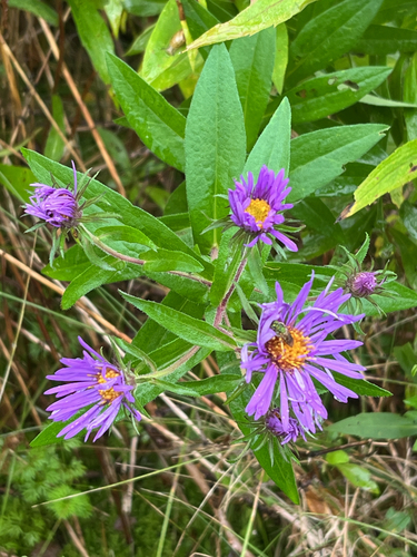New England aster