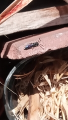 Sapyga quinquepunctata