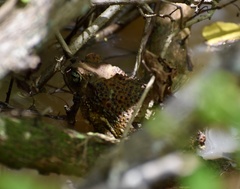 Peltophryne peltocephala