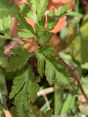 Athalia rosae