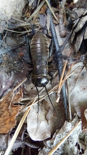 European Field Cricket