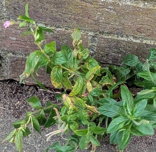 Great Willowherb