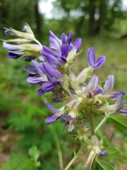 Pediomelum cuspidatum