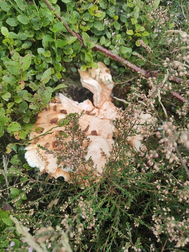 chicken of the woods