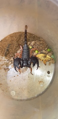 Hormuridae