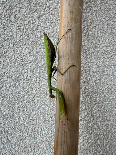 European Mantis