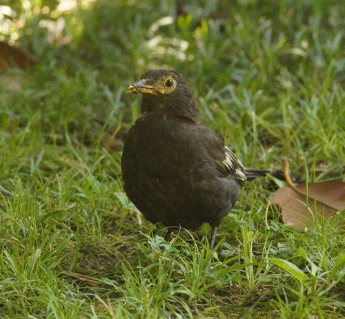 Eurasian Blackbird
