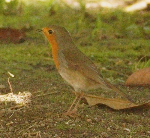 European Robin