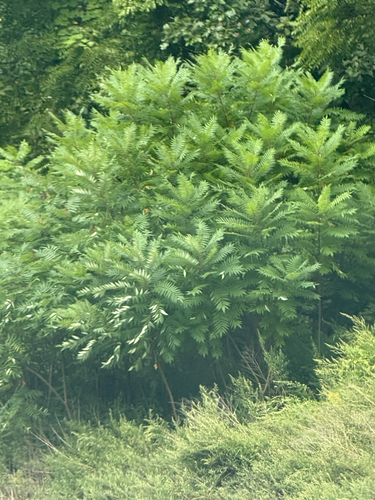 staghorn sumac