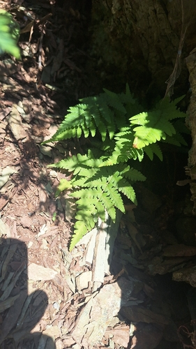 marginal wood fern