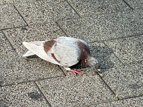 Feral Pigeon