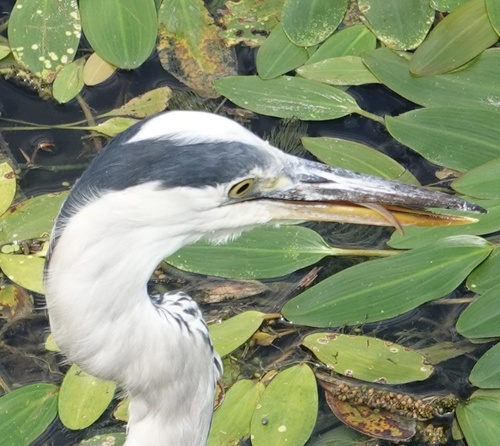 Grey Heron