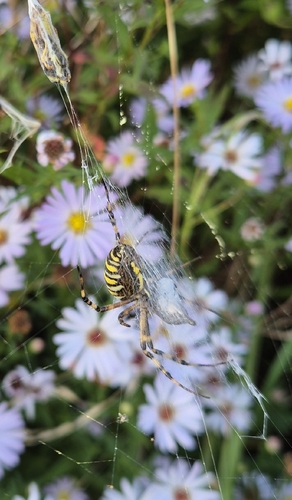 Wasp Spider