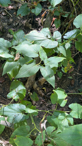 lizard's tail