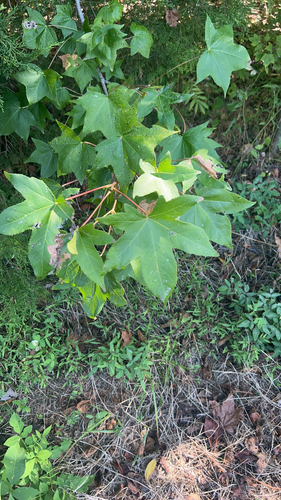 American sweetgum