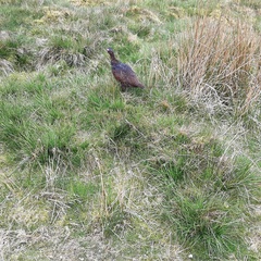 Lagopus lagopus scotica