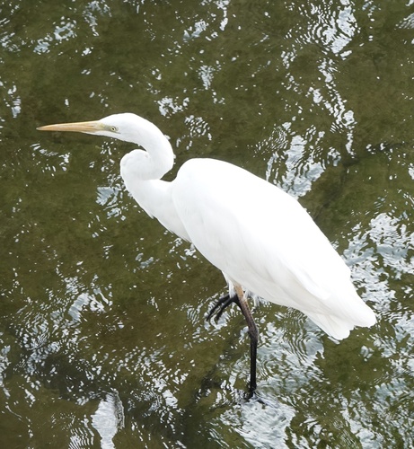 Great Egret