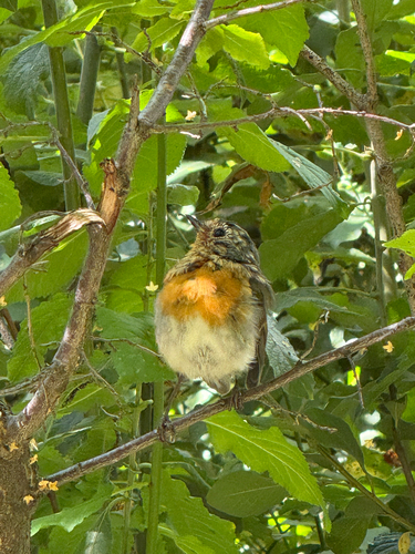 European Robin