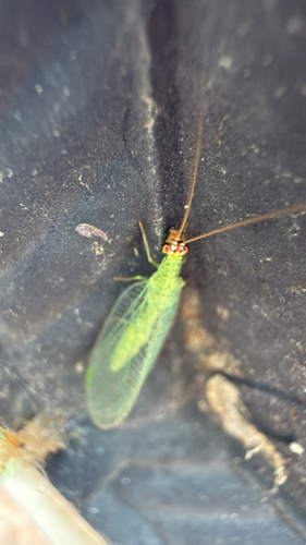 Golden-eyed Lacewing