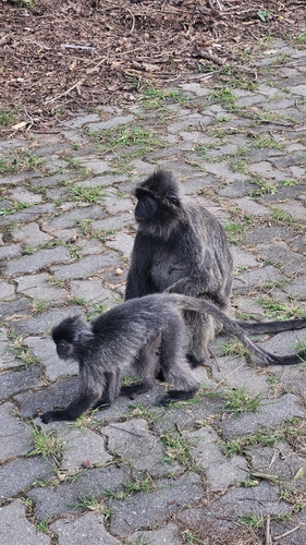 Selangor Silvered Langur