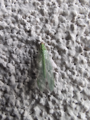 Chrysopa oculata