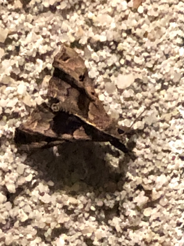 Faint-spotted Palthis Moth