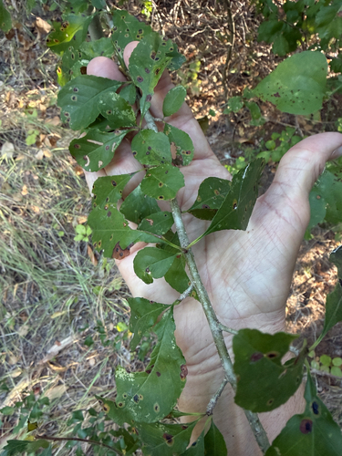 possumhaw